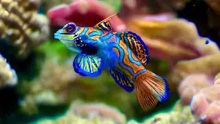 Mandarinfish 🐠 Ocean's Living Artwork!
