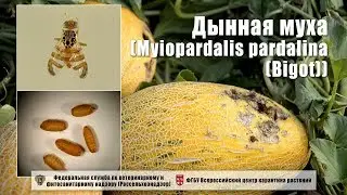 Дынная муха (Myiopardalis pardalina (Bigot))
