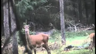 Herten op de Veluwe