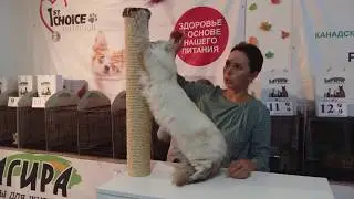 Экспертиза сибиряков (Бондаренко А.)