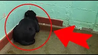 The puppy huddled in a corner and did not want to die...