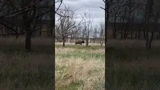 Bison Hunting the Right Way