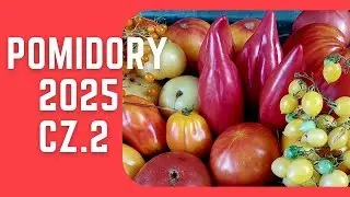 TOMATOES summary of the 2025 season, part 2