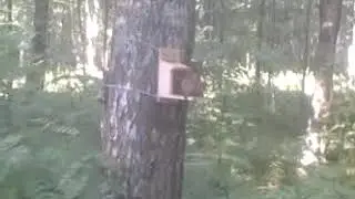 Белочка!!!)))