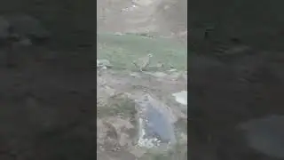 куропатка бегает