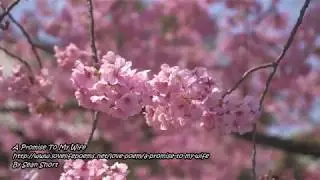 A Promise To My Wife
