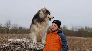🐶🐕 dogs funny moments 😄😄