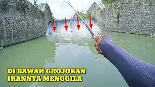 PLUNG NYUTT!!! Disini Ikannya Rakus-rakus Begitu Diturunin Langsung Disambar