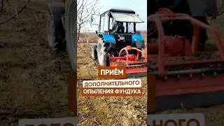ПРИЁМ ДОПОЛНИТЕЛЬНОГО ОПЫЛЕНИЯ ФУНДУКА 