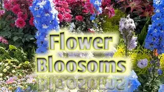 Random Footage Videos|Late Winter|Early Spring|Flower Blooms