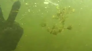 Подводная охота