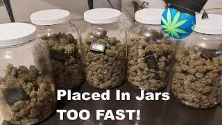 When Buds Get Jarred Too Fast - Curing Errors