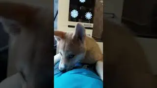 Акита Ину 3 месяца.Кусака