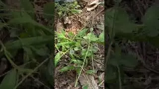 Puppies Rescued with maggot😥 