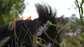 꽃을 찍어 보겠습니다. 근데 이제 룰루를 곁들인