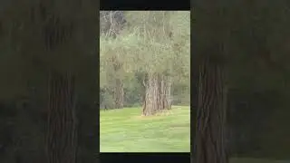 Bobcat and Squirrel           #shorts #bobcat #squirrel