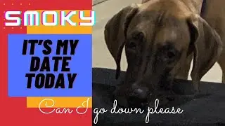 Smoky wants to go on a date🐶🐶🥰