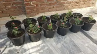 Rose September to October Gardening Works