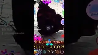 ВИДЕОЗАГАДКА-ЗАШКВАР: Что же - ЭТО ТАКОЕ?!