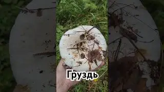 Груздь.