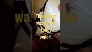 Spider on Toilet Paper! Yikes!