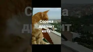 Сорока дразнит кота 