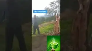 hatay altınözü deprrmde yarılan ağaç