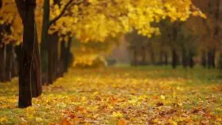 Sonido del Viento en los Árboles - Sound of the Wind in the Trees