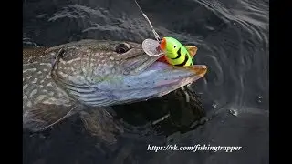 Жор щуки в июле