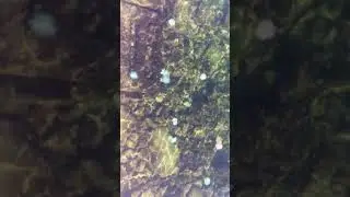 Корнероты в чёрном море| Cornerots in the black sea #медузы #jellyfish