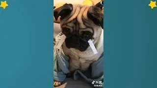 Tiktok Cat - Tik Tok Pets - Tik Tok Funny Dog - Tik Tok Animals #20