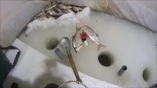 Night Winter Fishing in a Tent. We catch decent specimens. . Roach. Bream.