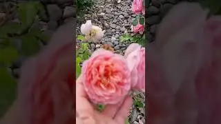 Розарий🙂