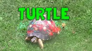 Kids Learn Animals Video Flashcards: Forest Animals