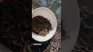 Запускаю раков в прудик