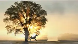Peaceful Relaxing Classical Music Set To Majestic Horses Running-Ambiance, Meditation, Sleep, Heal