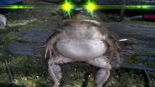 phrog