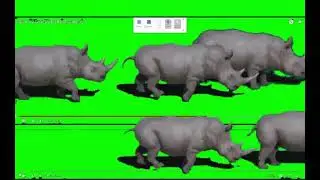 Rhinoceros Stampede Green Screen for 