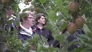 REWE-Richrath: Äpfel aus Wachtberg