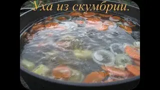 Уха из скумбрии