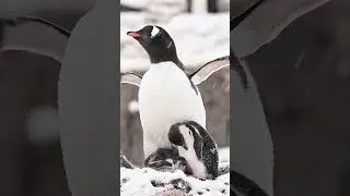 Gentoo Penguin In The Snow. Hangin' with the chicks