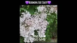 Lilac Time!