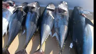 The San Diego Sportfishing: Jig Fishing for Bluefin Tuna April 30, 2022
