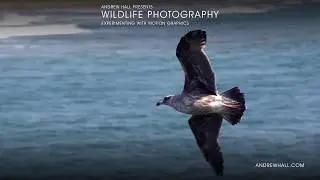 Wildlife Photography by Andrew Hall