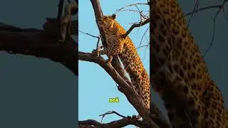 Monkey teased a leopard — and paid the price 🐒🐆