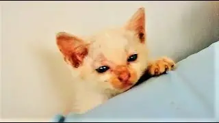 Funny Cute Kitten Oops! moment. 2021
