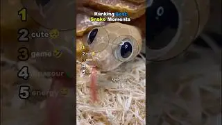 Ranking Best Snake Moments  Part2