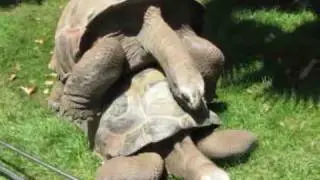 Dos tortugas se aparean en el Zoo de Barcelona