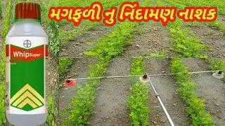 નિંદામણ અને નિંદામણ નાશક||મગફળીમાં નિંદામણ ની દવા||Pesticides in peanuts@laxmankhutivlogs