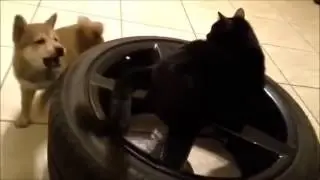 Shiba inu vs Cat